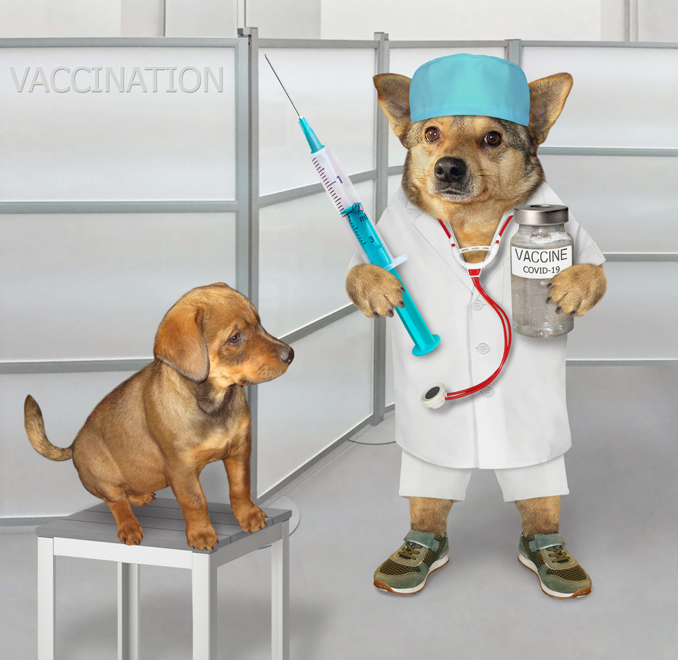 Dog doctor vaccinates puppy