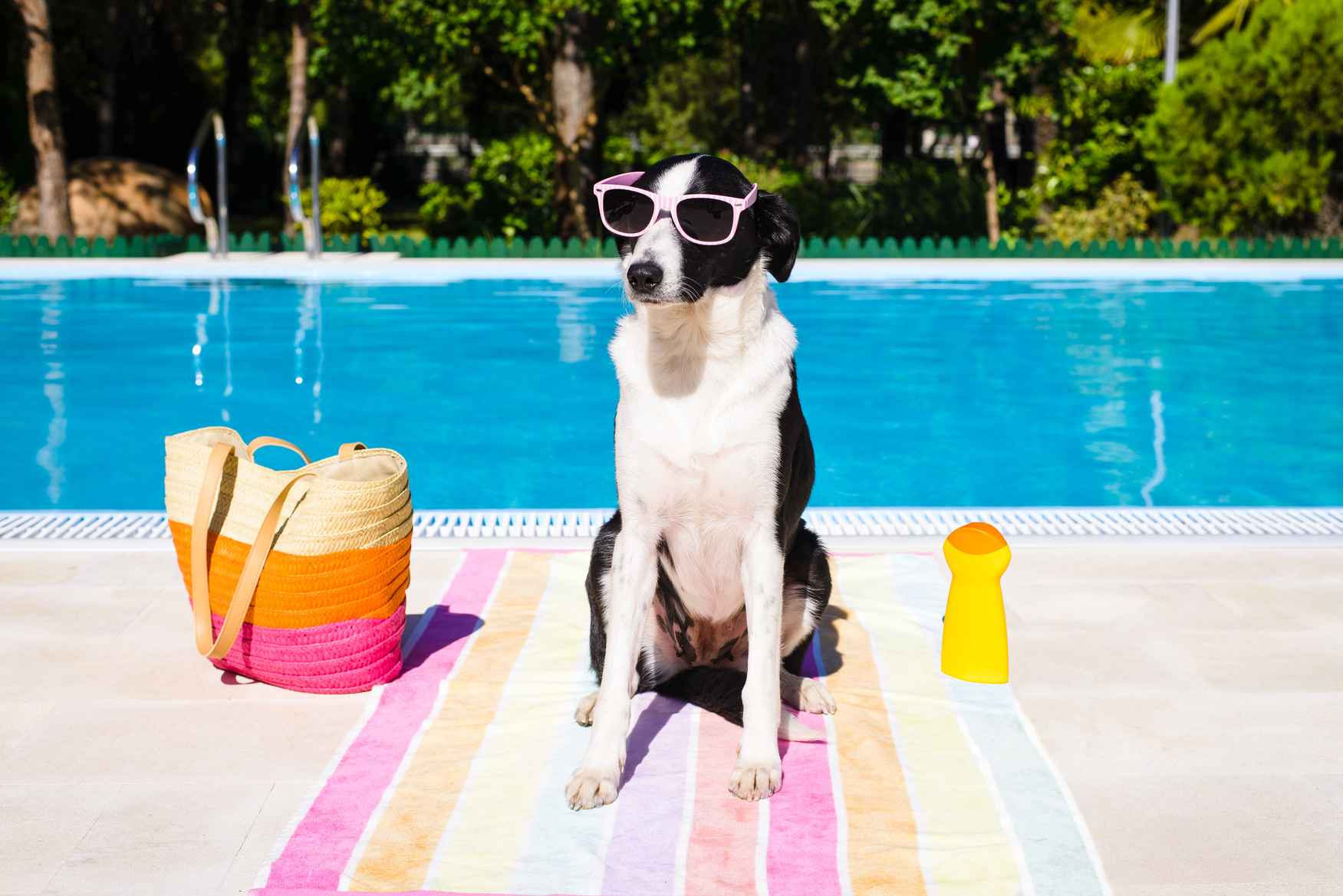 Funny dog on summer vacation at swimming pool